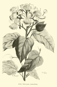 Bixa Orellana, Arnotto